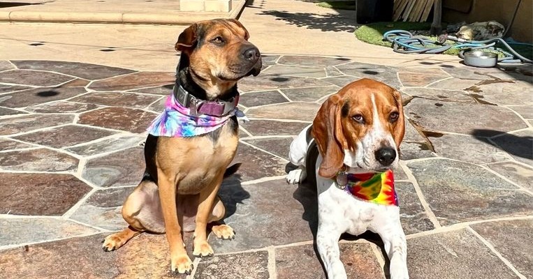 Shepherd mix and beagle in tie-dye bandanas sitting on a sunny stone patio