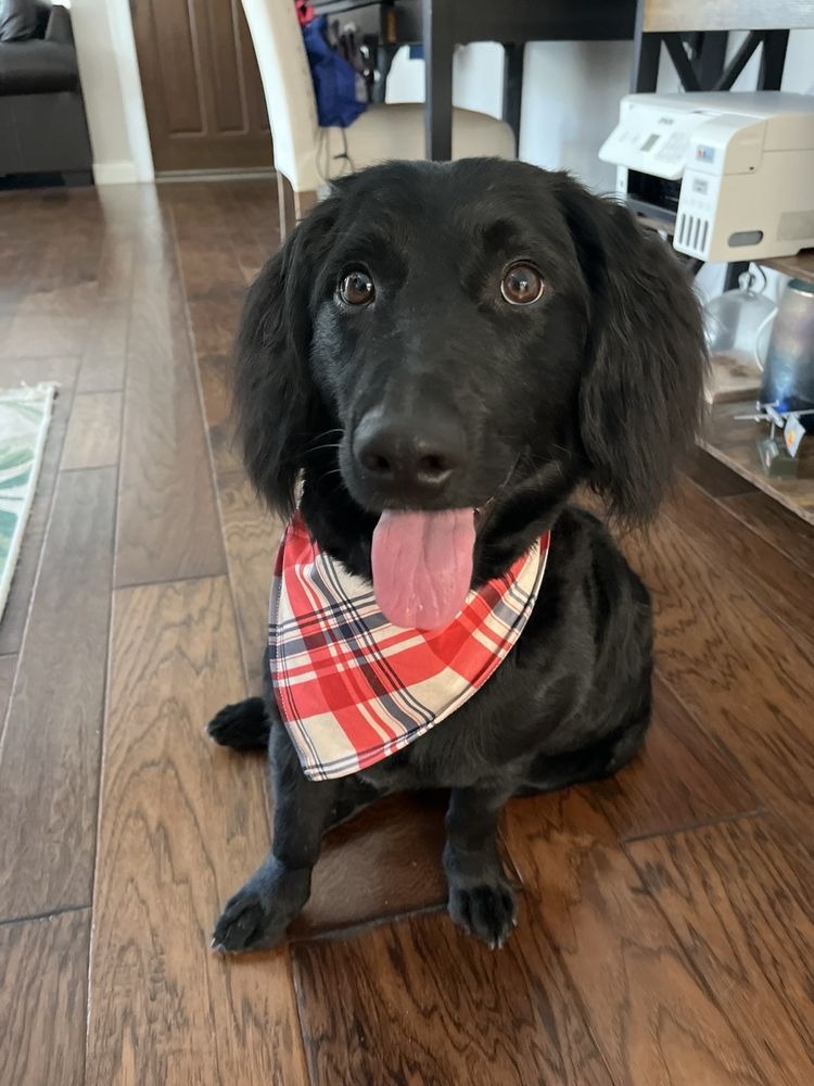 Black spaniel mix with a glossy coat in a red plaid bandana