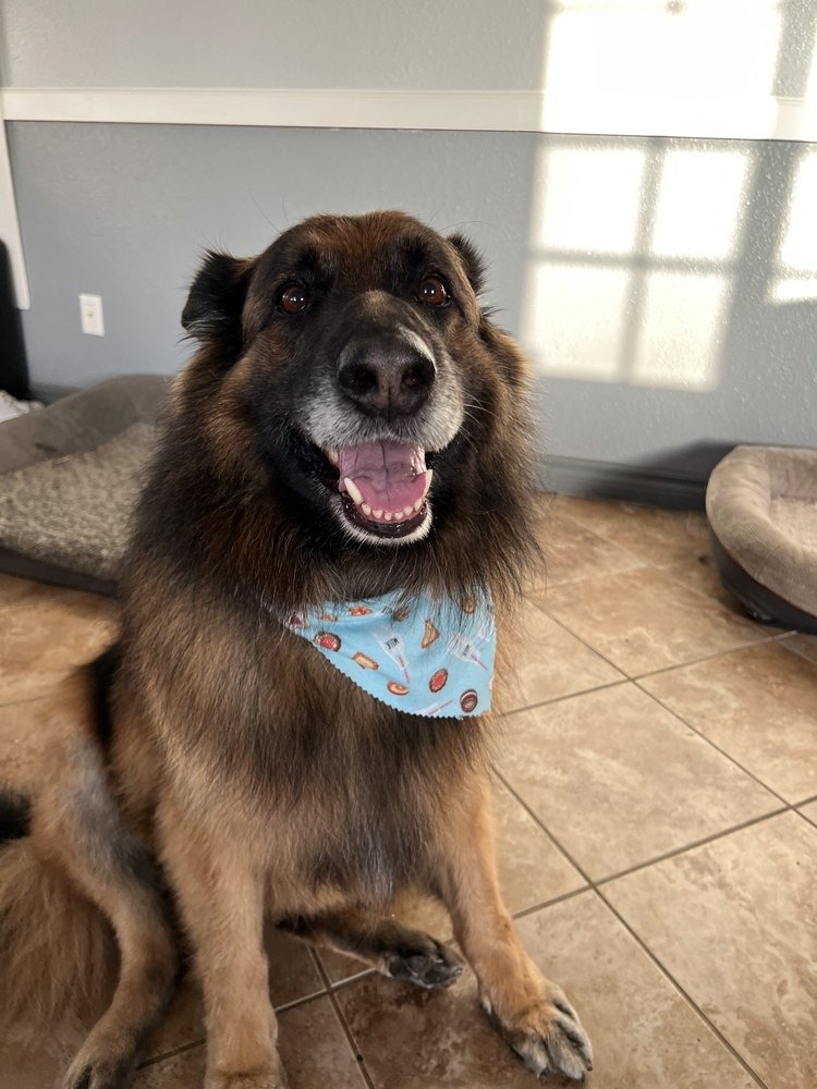 Large long-haired shepherd with a clean coat and a blue bandana