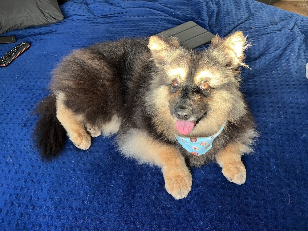 Fluffy pomeranian mix lying on a blue blanket after grooming