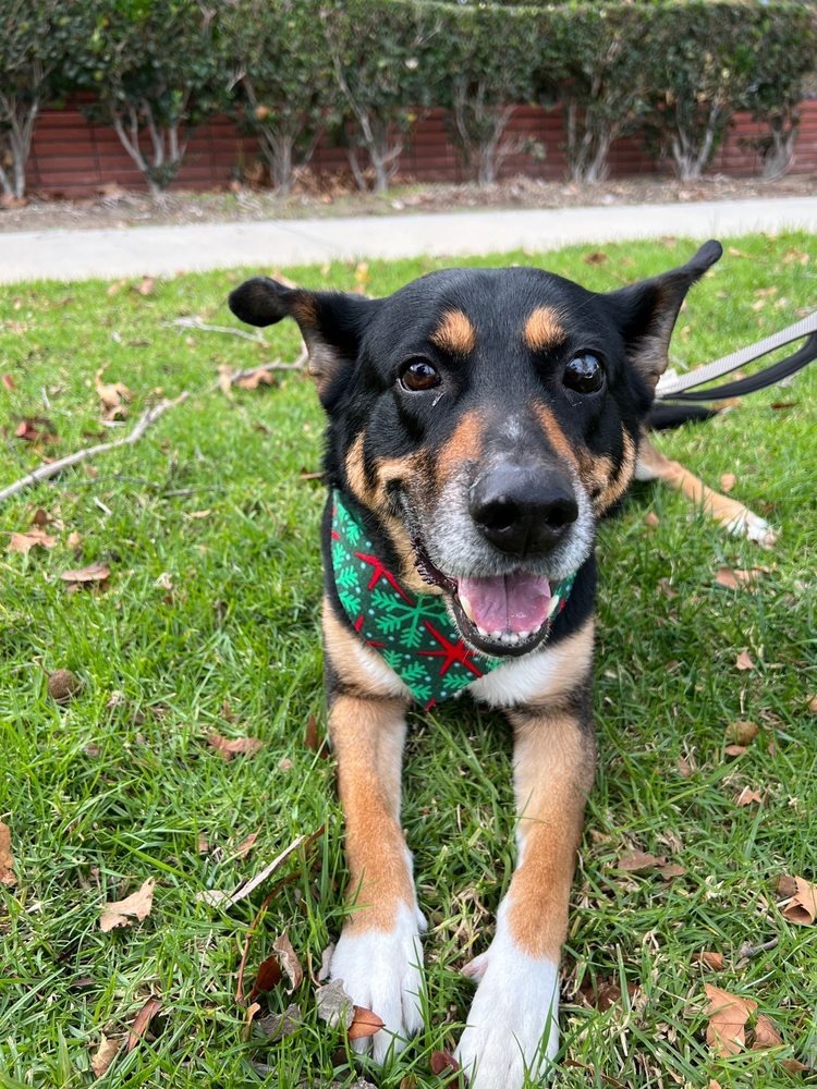 Black and tan mixed-breed dog lying on grass in a holiday bandana
