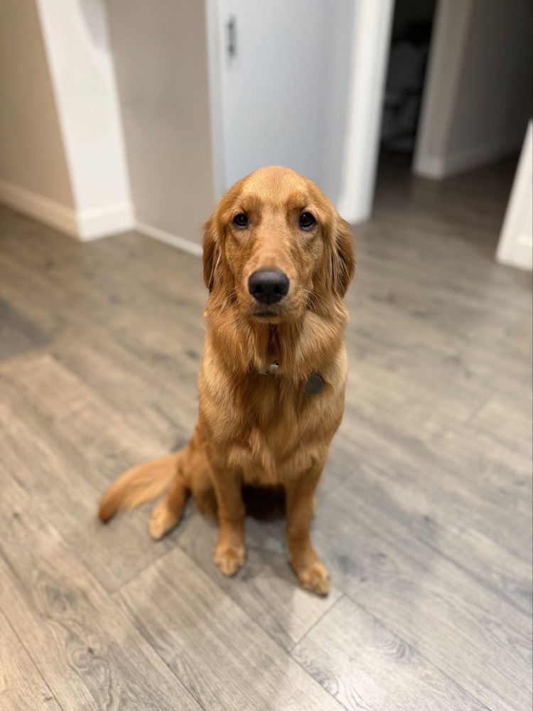 Golden retriever with a brushed, tidy coat sitting on a wood floor