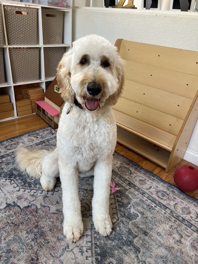 Cream goldendoodle with a fresh even haircut sitting on a rug