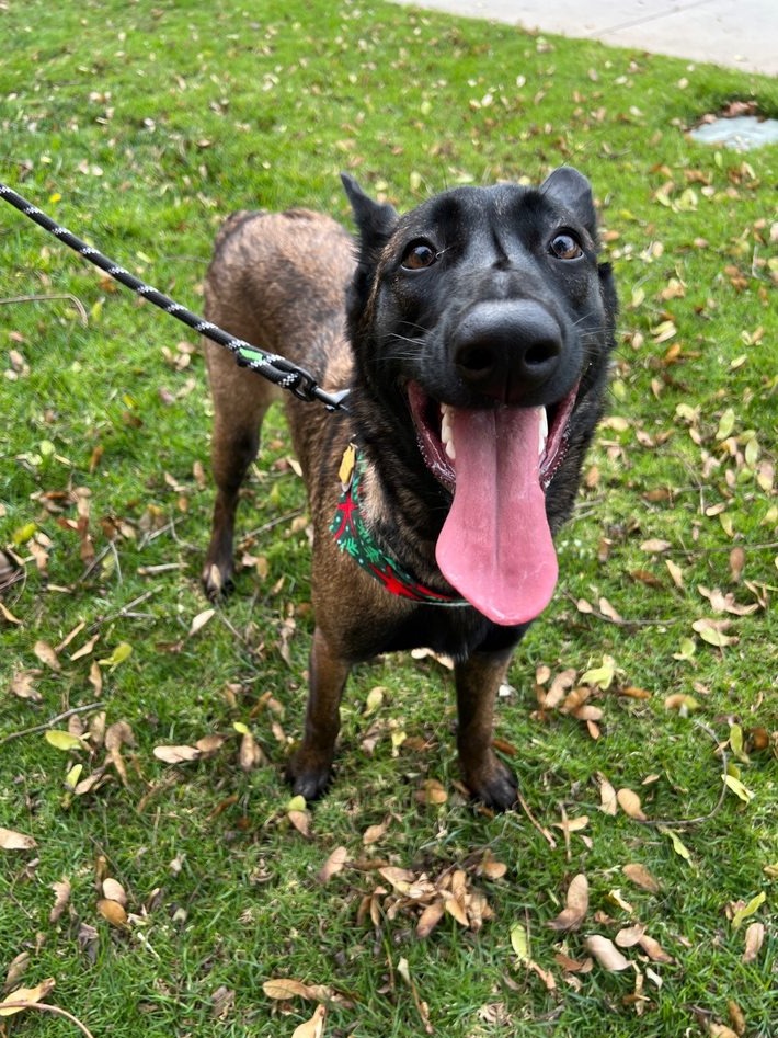 Happy dark shepherd mix on a leash in the yard