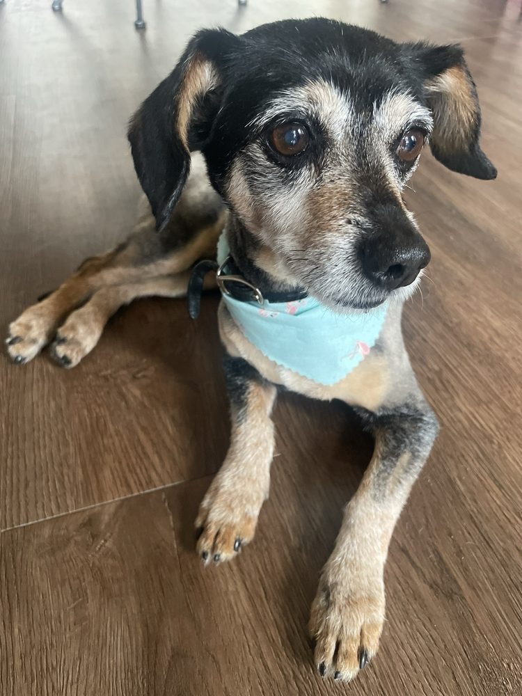 Gray-muzzled black and tan dog in a light blue bandana lying on the floor