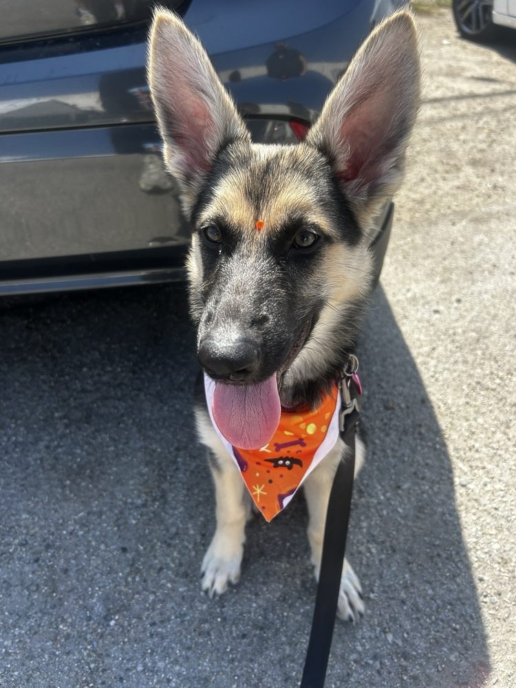 German shepherd puppy in an orange Halloween bandana on a driveway